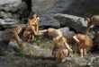 neanderthal-burial-scene-Shanidar-cave-520